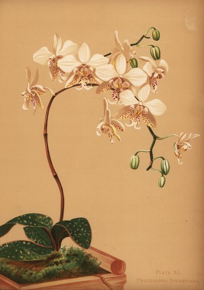 Phalaenopsis Stuartiana Orchid by Unknown